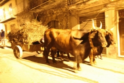 Calatafimi - Segesta481.JPG